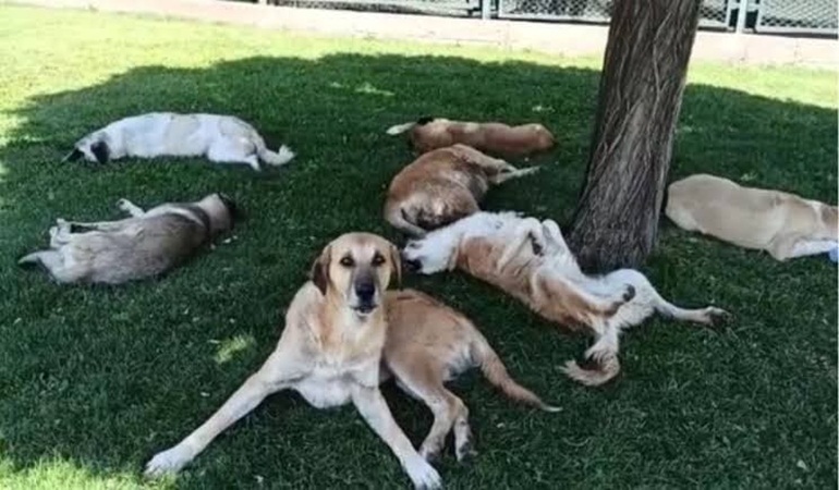 Sokak köpekleri Sekapark’ta spor yapanları korkutuyor!