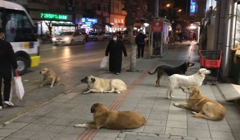 Sokaklarda tek bir sahipsiz köpek kalmayacak