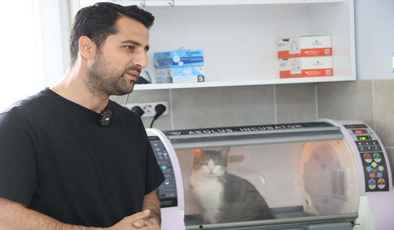 Sokakta yaşam mücadelesi veren Kral isimli kedi hayata döndürüldü