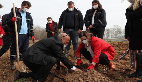 Süper meyve aronya İzmit’e şifa dağıtacak