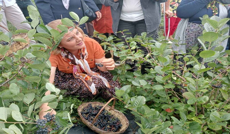 Süper meyve hasadı İzmitlilerle birlikte yapılacak