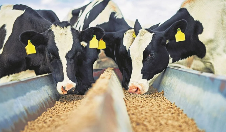 Süt krizi büyüyor