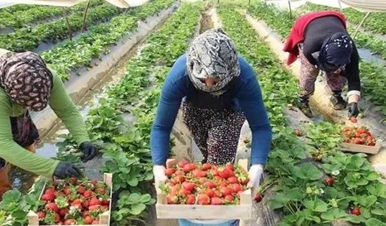 Tarladaki fiyat ile market arasındaki fark büyüdü