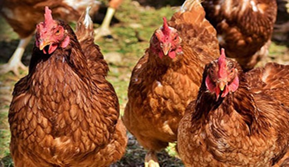 Tavuk kanadında korona virüs çıktı 