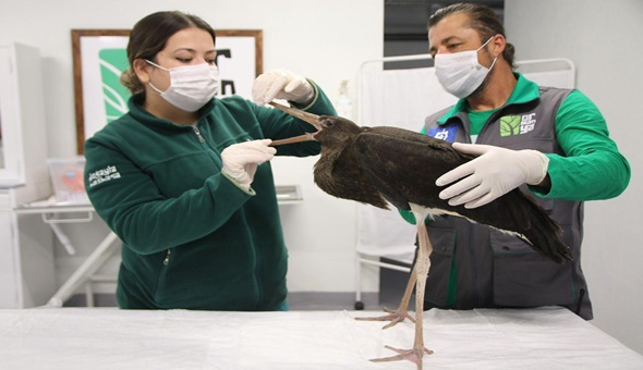 Tedavi edilen kara leylek artık göklerde