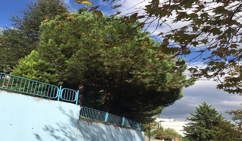 Tehlikeye davetiye çıkaran ağaçlar kesilecek