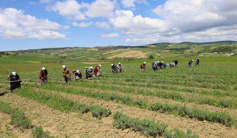 Tıbbi ve aromatik bitkiler bahçesinde hasat öncesi son bakım!