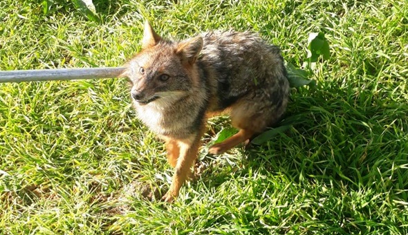 Tilki yol kenarında yaralı halde bulundu