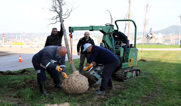 Tramvay hattında sökülen ağaçlar başka yere ekilecek