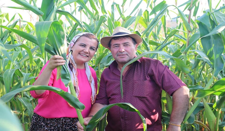 Ücretsiz silajlık mısır desteği çiftçiye umut olacak