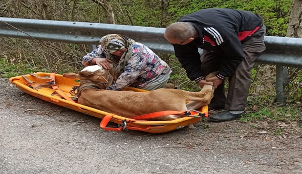 Uçurumdan düşen buzağıyı İtfaiye kurtardı