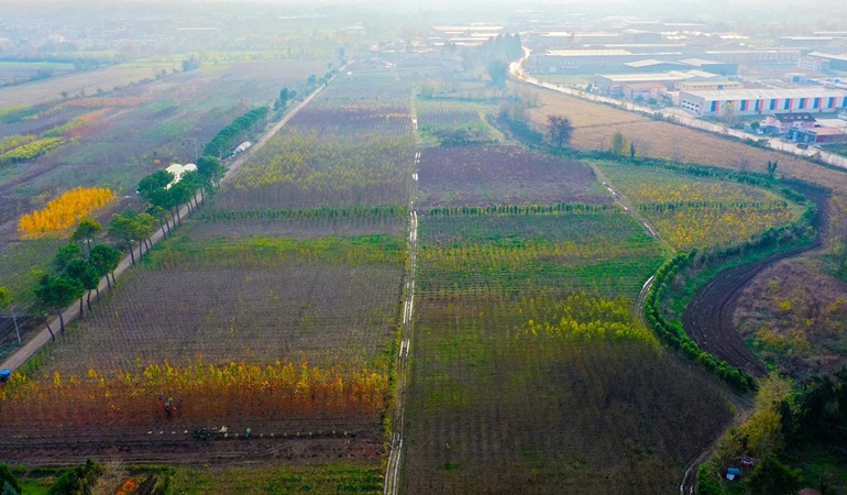 Üretim fidanlığında yetişiyor Kocaeli’yi yeşillendiriyor