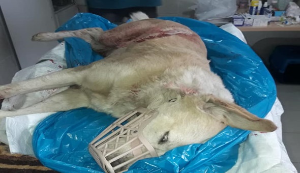 Vahşet! Sokak ortasında silahla vurularak öldürüldü