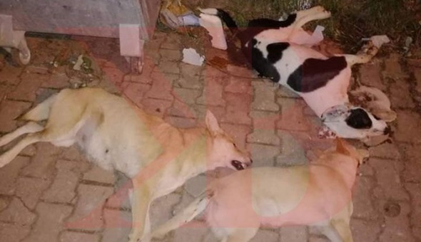 Valilikten köpek katliamı açıklaması