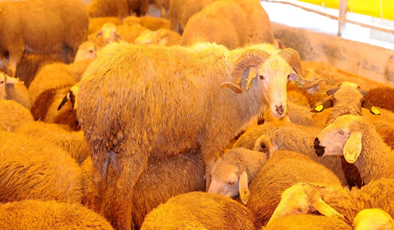 Vatandaş kurban kesemez hale geldi