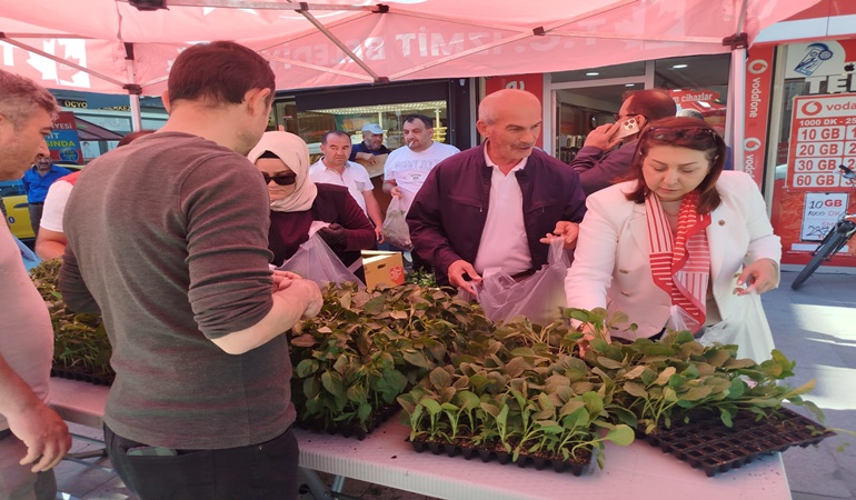 Vatandaşa ücretsiz domates, biber ve patlıcan fidesi dağıtıldı