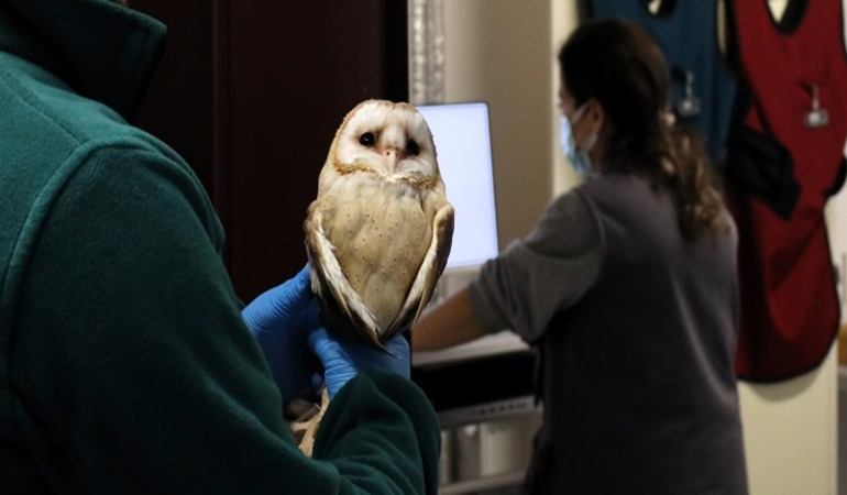 Yaban hayvanlar tedavi edilip tekrar doğaya salınıyor