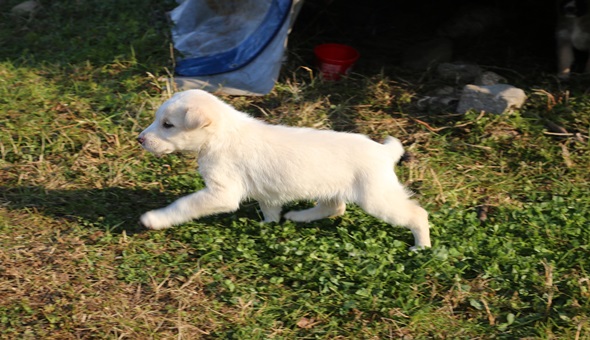 Yağmur kanalına sıkışan köpeği, itfaiye kurtardı