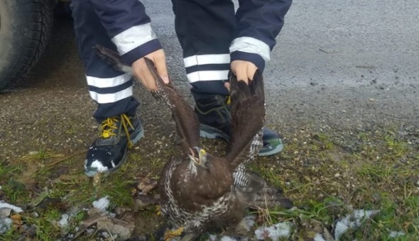 Yaralı doğana el uzattılar