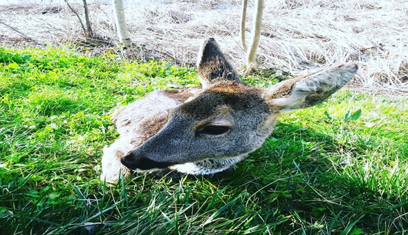 Yaralı karacaya ilk müdahale İzmit Belediyesinden