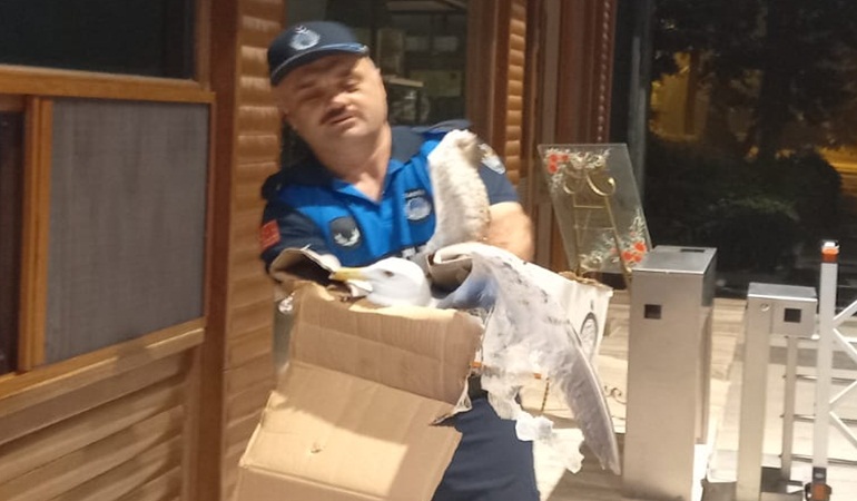 Yaralı martıya şefkat eli