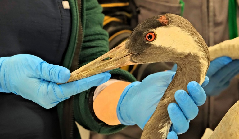 Yaralı turna Ormanya’da tedavi edildi