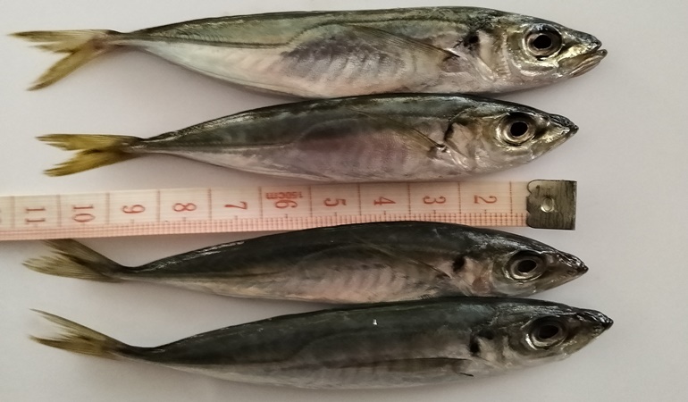 Yavru balıklar tezgahlarda, denetleyen yok