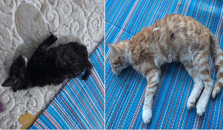 Bunu yapan insan olamaz! Yavru kedileri ayakları ile ezerek öldürdüler