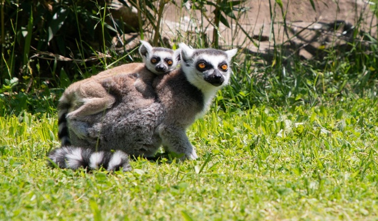 Yavru lemur, Ormanya ailesine katıldı