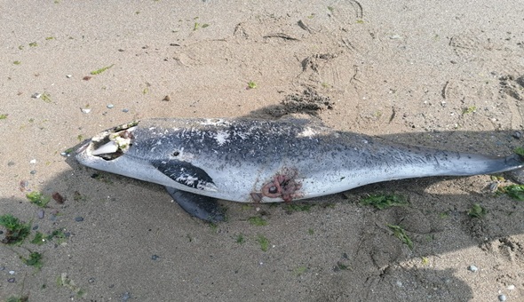 Yavru yunus balığını silahla öldürdüler