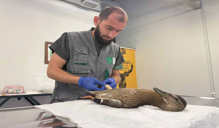 Yorgun ve bitkin gözüken ördeğe sahip çıktılar