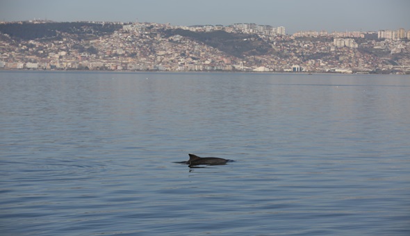 Yunusları gören dönüp bir daha bakıyor!