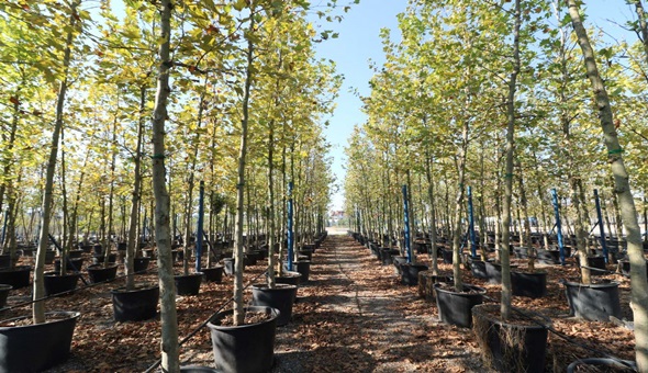 Yürüyüş yolunda yeni çınarlar yeşerecek