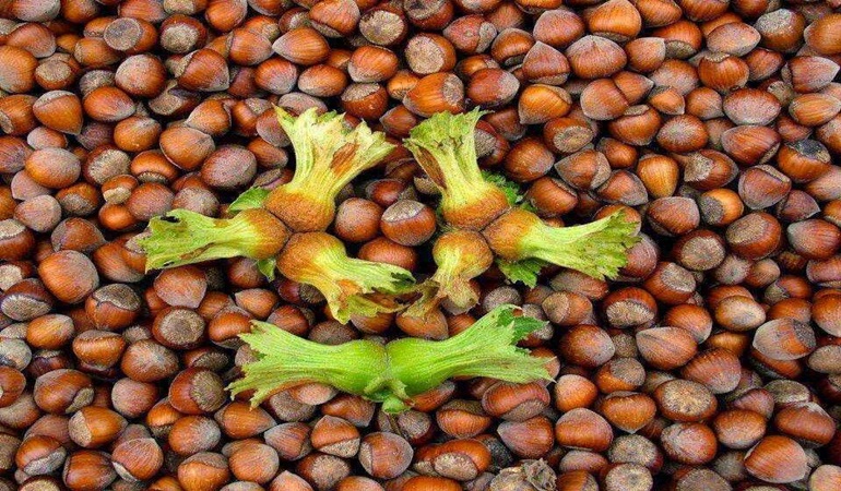 Zam furyasına fındık da katıldı 