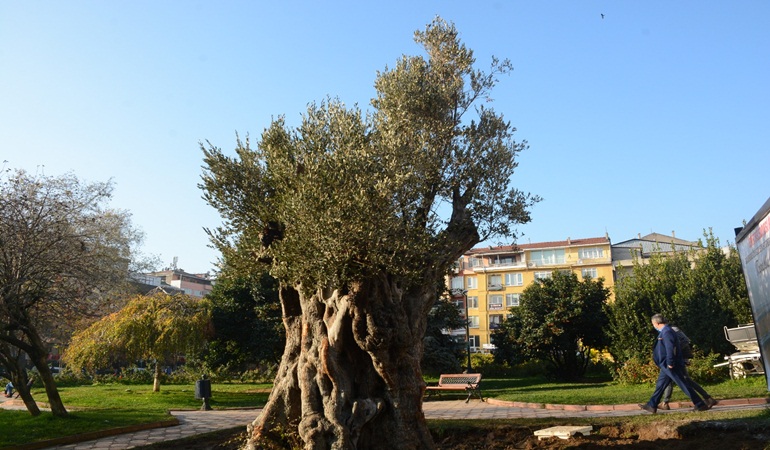 Zeytinliklerimiz ranta kurban edilmemeli