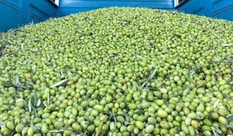 Zeytinliklerimizi tahrip edip Suriye'den aldılar