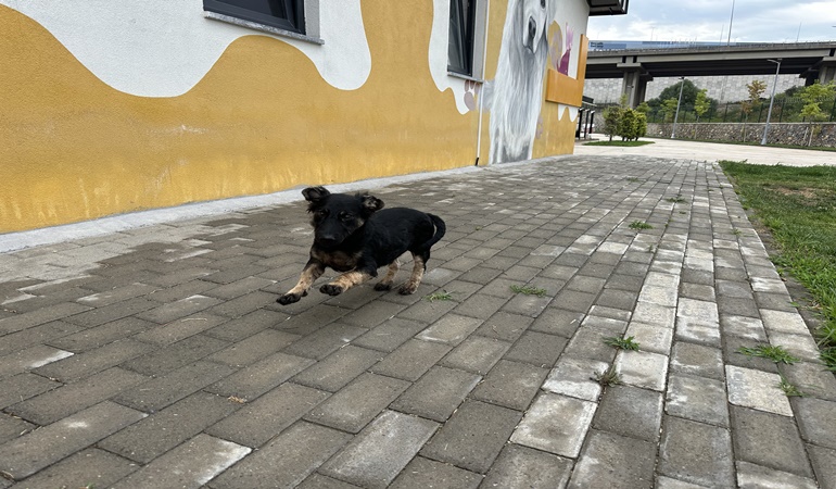 Zifte bulanan yavru köpeğin son durumu 